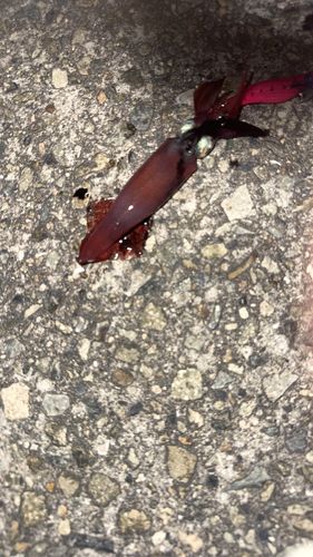 ケンサキイカの釣果