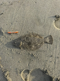 ソゲの釣果