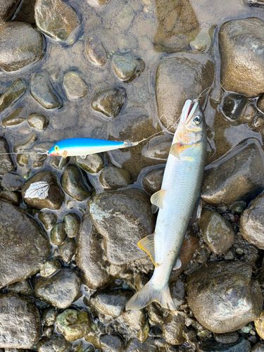アユの釣果