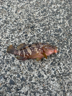 キジハタの釣果