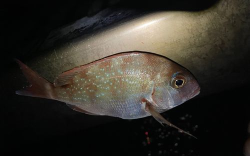 チャリコの釣果