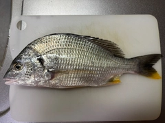 キビレの釣果