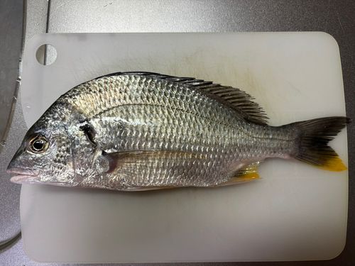 キビレの釣果
