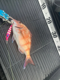 マダイの釣果
