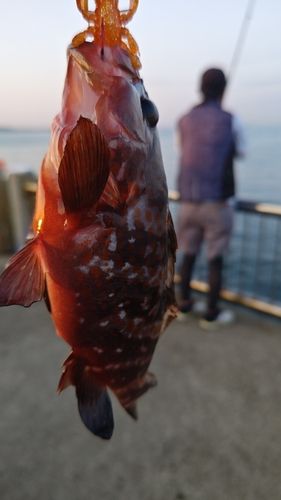 キジハタの釣果