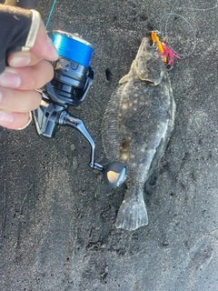 ヒラメの釣果