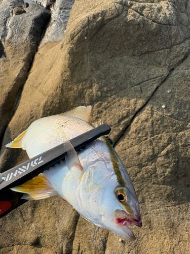 ショゴの釣果