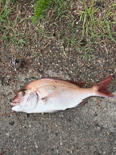 タイの釣果