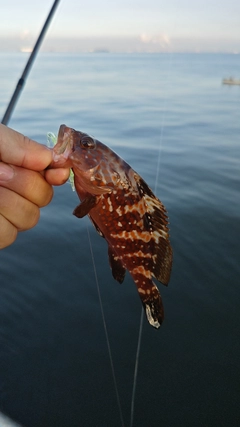 キジハタの釣果