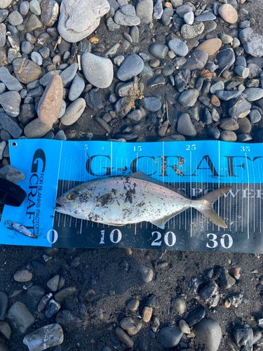 ショゴの釣果