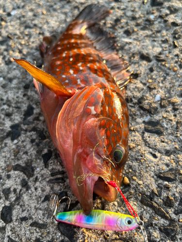 キジハタの釣果
