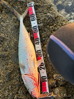 イナダの釣果