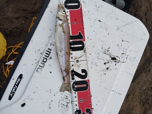シロギスの釣果