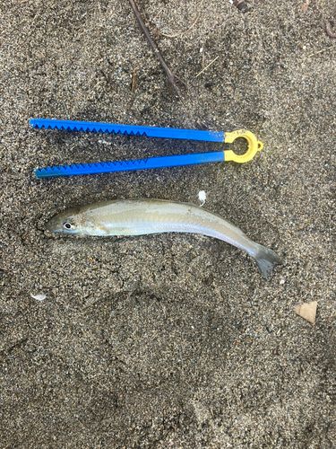シロギスの釣果