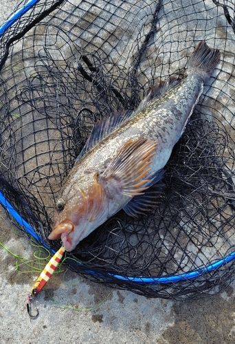 アイナメの釣果