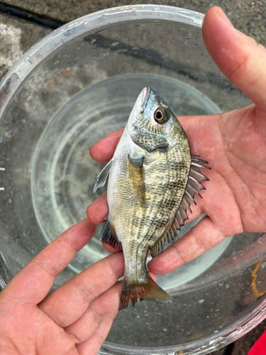 釣果