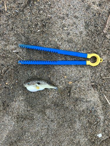 クサフグの釣果