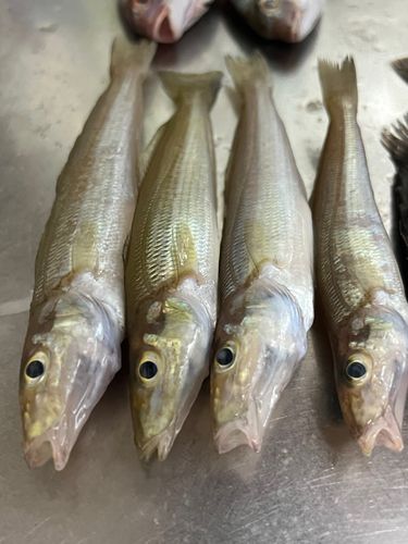 キスの釣果