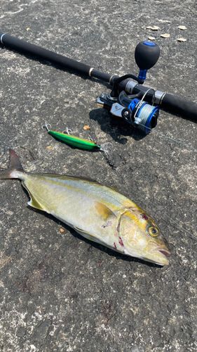 カンパチの釣果