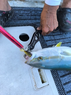 ヤズの釣果