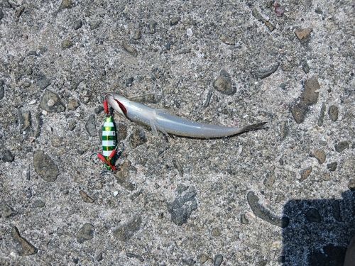 エソの釣果