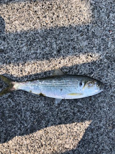 コノシロの釣果
