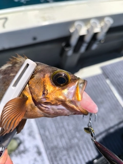 メバルの釣果