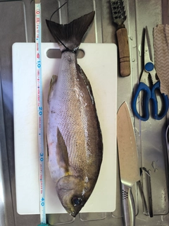 イサキの釣果