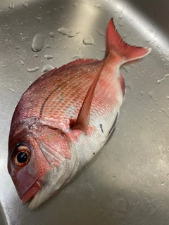 マダイの釣果