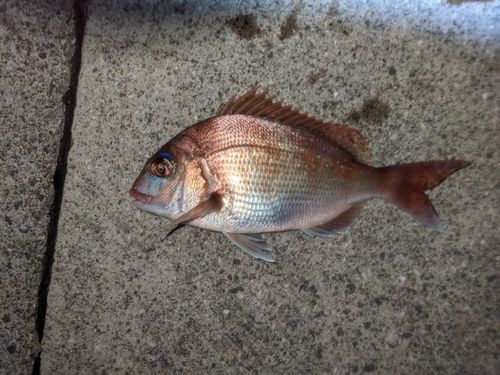 マダイの釣果