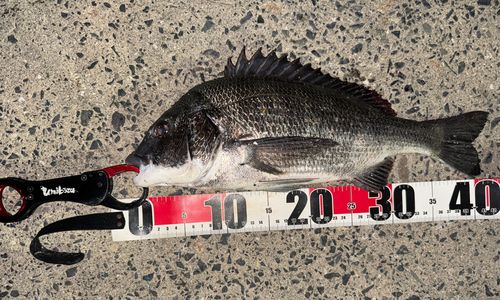 チヌの釣果