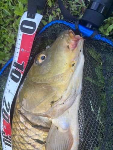 コイの釣果