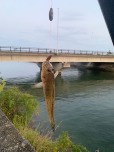 ハゼの釣果