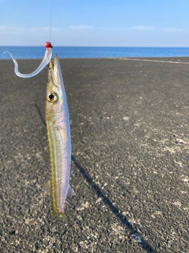 アカカマスの釣果