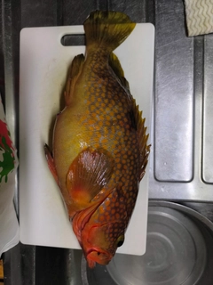 アコウの釣果