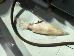 ケンサキイカの釣果