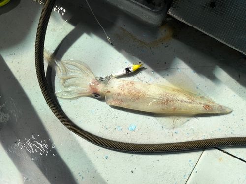 ケンサキイカの釣果