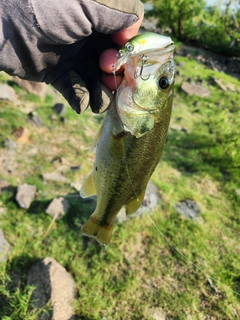 ラージマウスバスの釣果