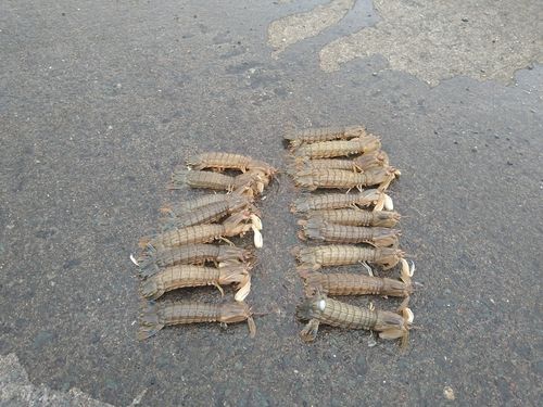 シャコの釣果