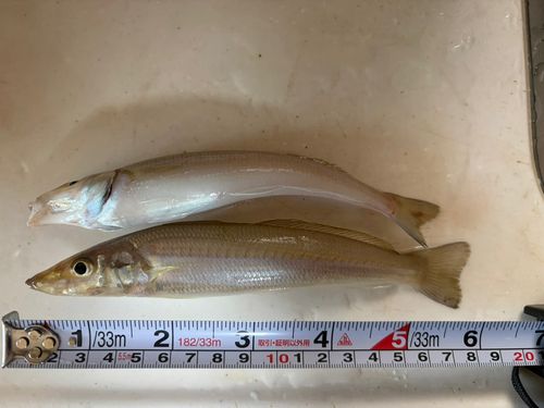 キスの釣果
