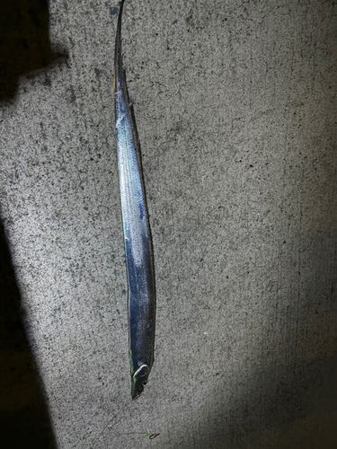 タチウオの釣果
