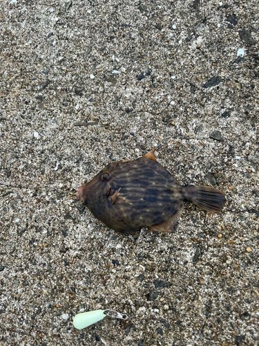 カワハギの釣果