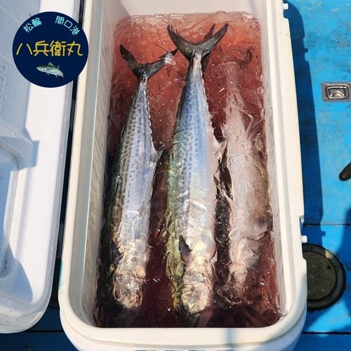 サワラの釣果