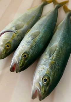 コゾクラの釣果