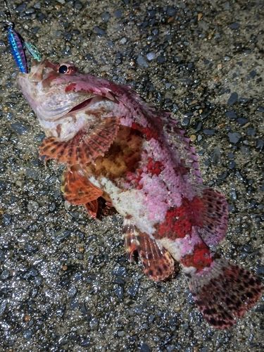 ヨロイメバルの釣果