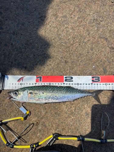 サバの釣果
