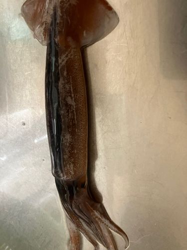 スルメイカの釣果