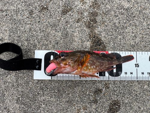 カサゴの釣果