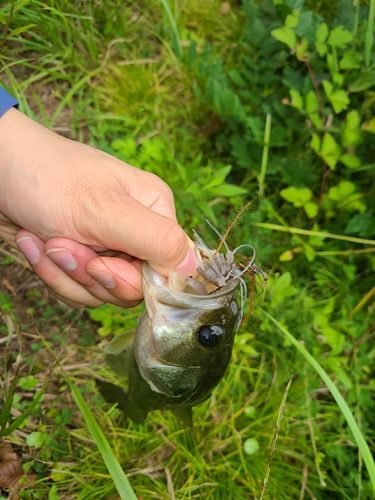 ラージマウスバスの釣果