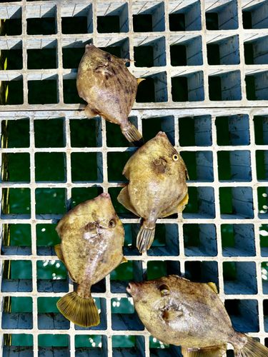 カワハギの釣果
